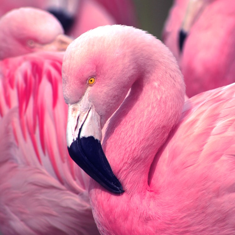 collage effect multiple frames single image indesign effect flamingo