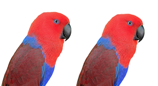 pixelated parrot print indesign