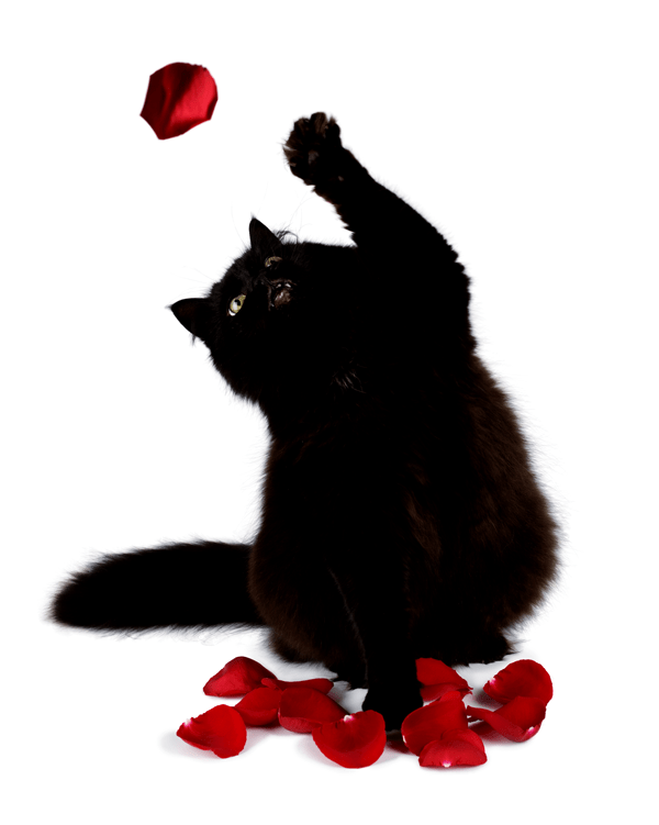 rich black true black print indesign cat